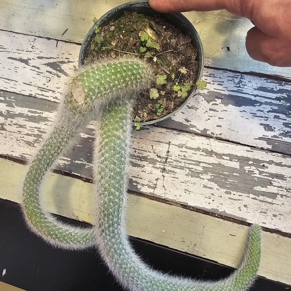 Monkeytail Cactus - Picture 5 of 8